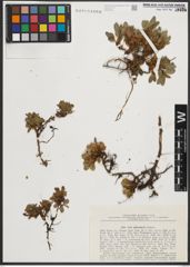Foto von Salix phlebophylla Andersson